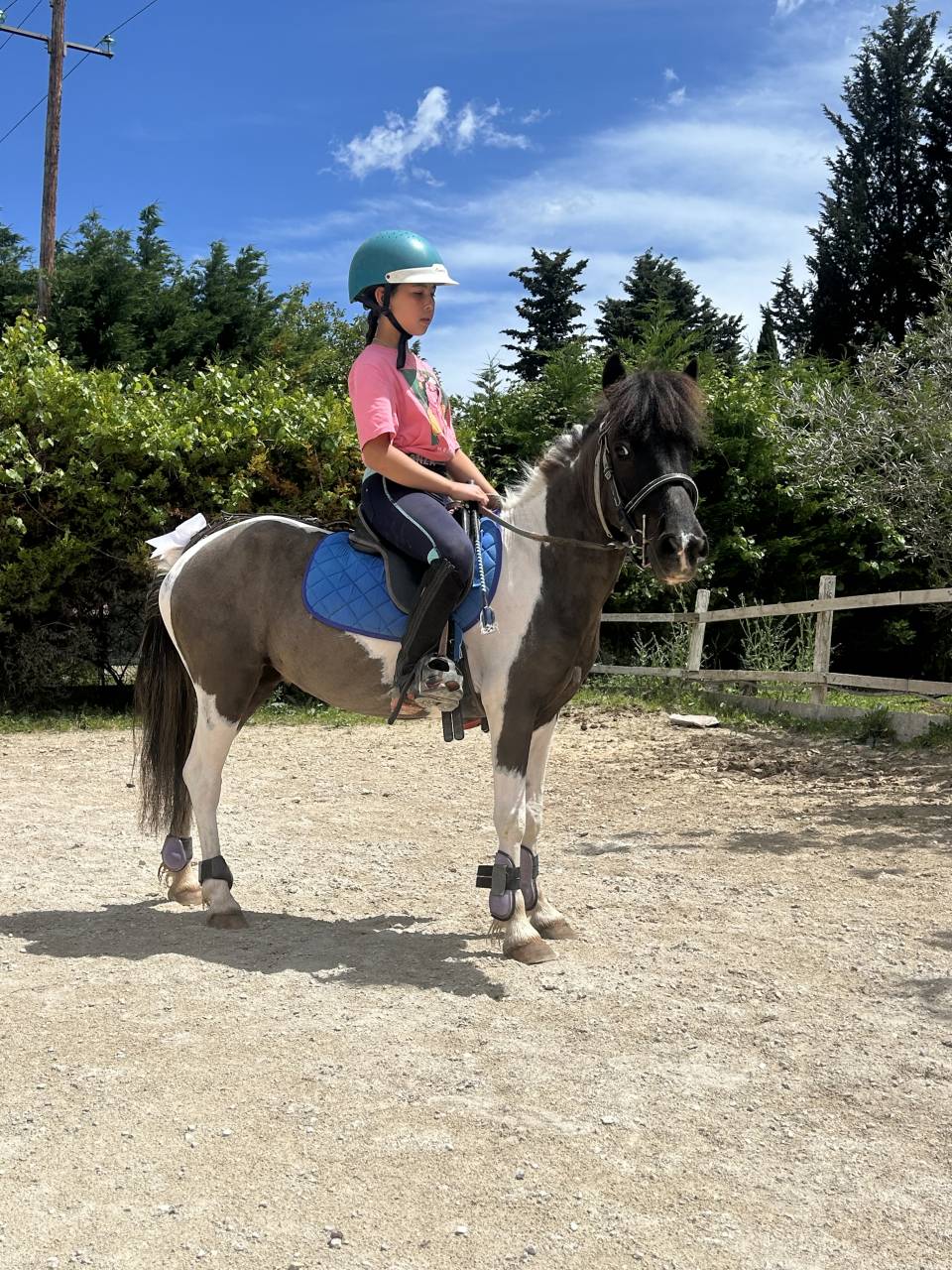 Mare No Origin Recorded For sale 2021 Coloured