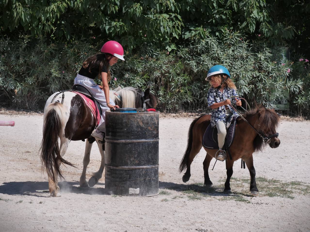 Mare No Origin Recorded For sale 2021 Coloured