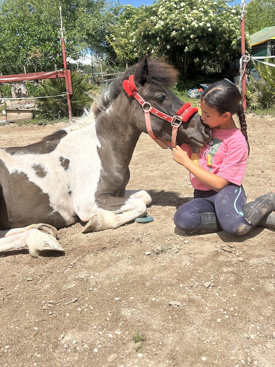 Mare No Origin Recorded For sale 2021 Coloured