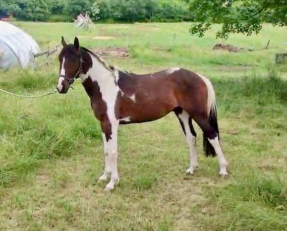 Entire Selle Français For sale 2022 Coloured