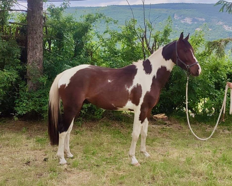 Entire Selle Français For sale 2022 Coloured