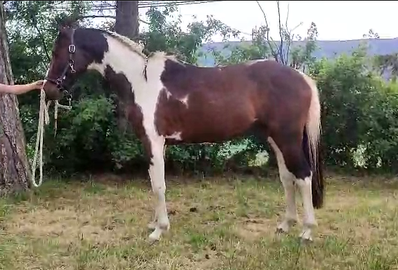 Entire Selle Français For sale 2022 Coloured