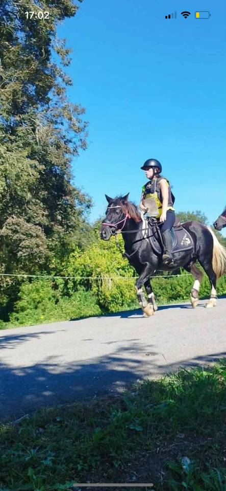 Gelding Pottok  For sale 2010 Tobiano