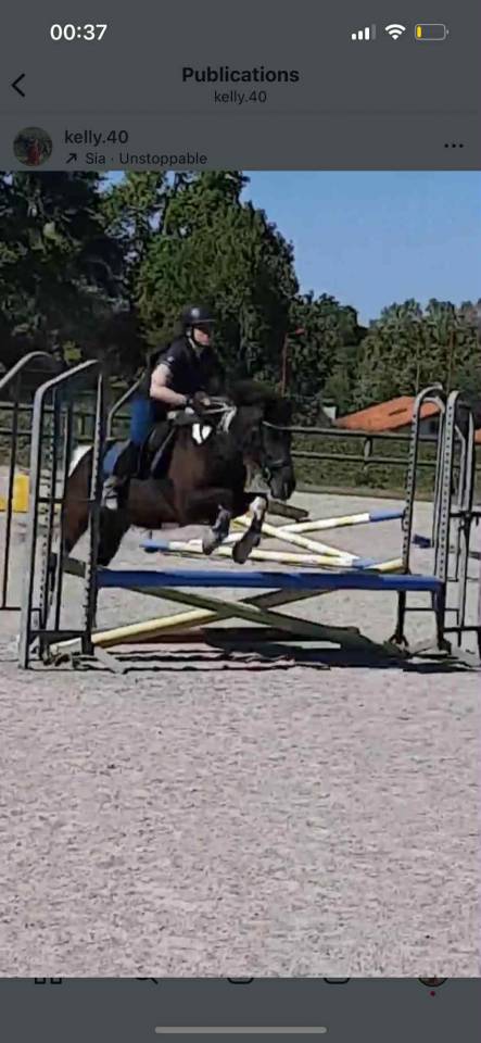 Gelding Pottok  For sale 2010 Tobiano