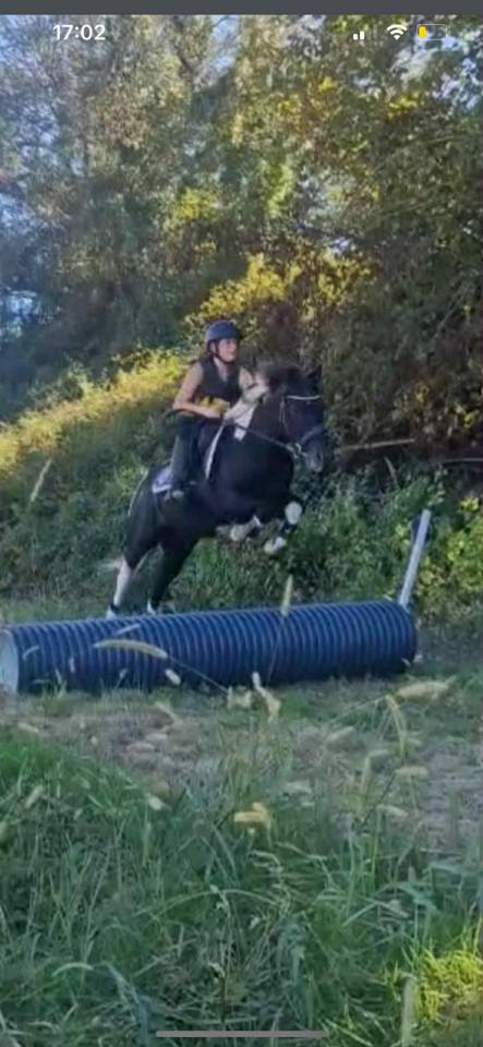 Gelding Pottok  For sale 2010 Tobiano