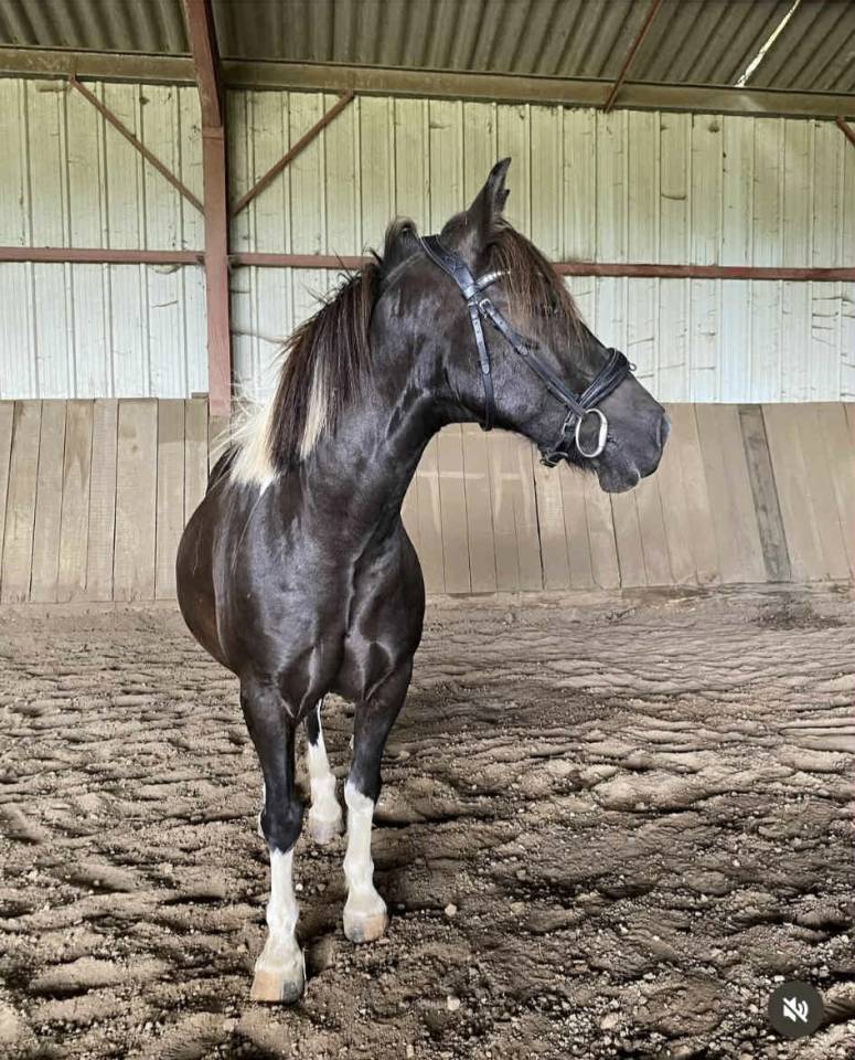 Gelding Pottok  For sale 2010 Tobiano