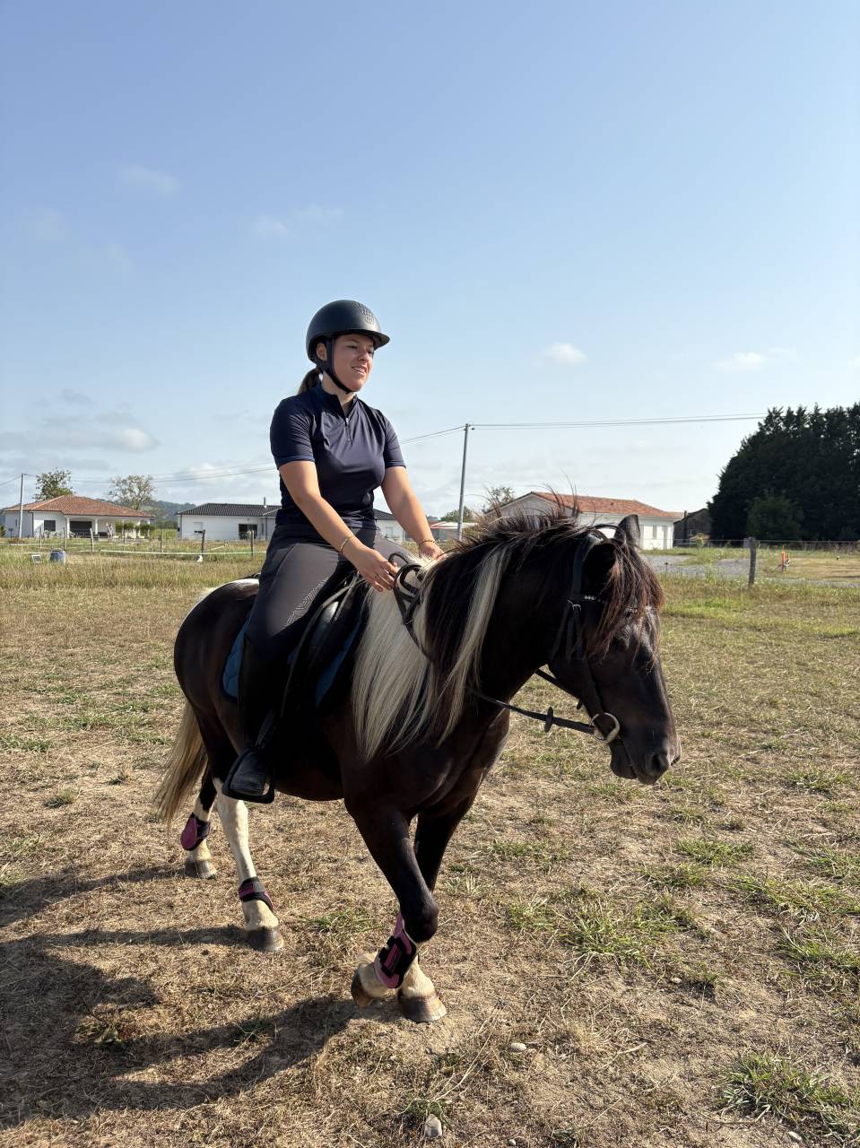 Gelding Pottok  For sale 2010 Tobiano