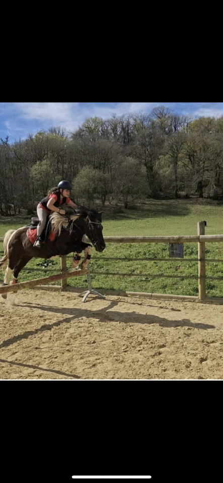 Gelding Pottok  For sale 2010 Tobiano