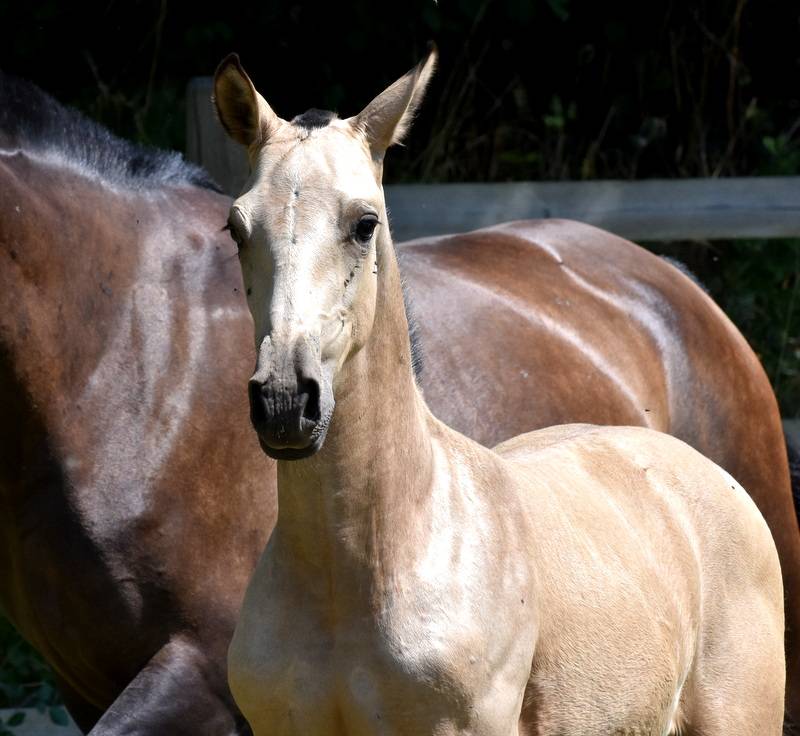 Colt PRE Pure Spanish Bred For sale 2025 Buckskin