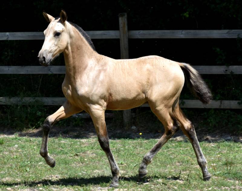Colt PRE Pure Spanish Bred For sale 2025 Buckskin