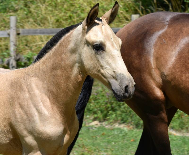 Colt PRE Pure Spanish Bred For sale 2025 Buckskin