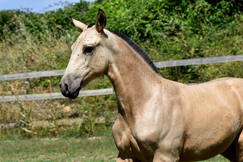 Colt PRE Pure Spanish Bred For sale 2025 Buckskin