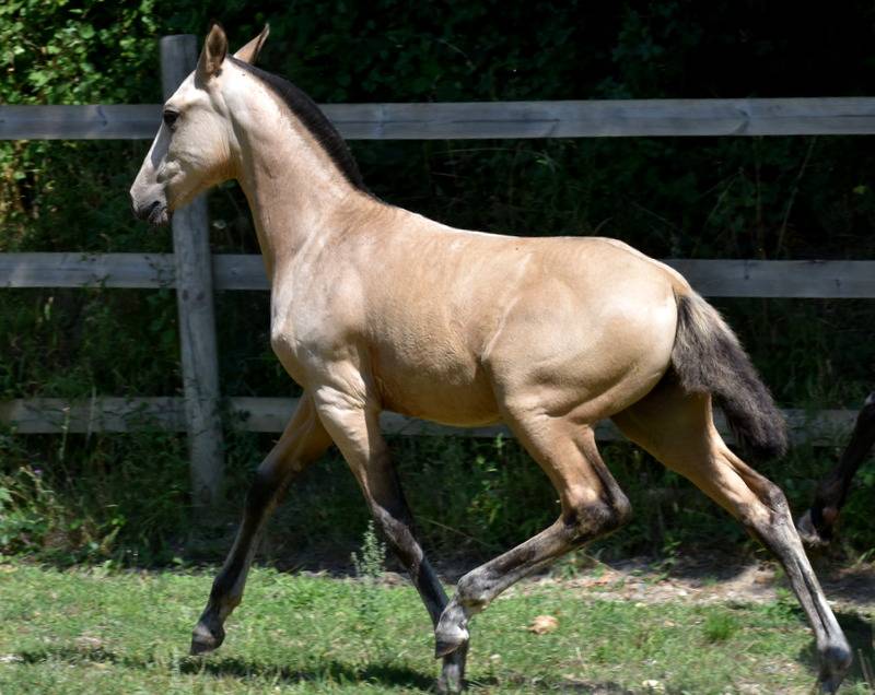 Colt PRE Pure Spanish Bred For sale 2025 Buckskin