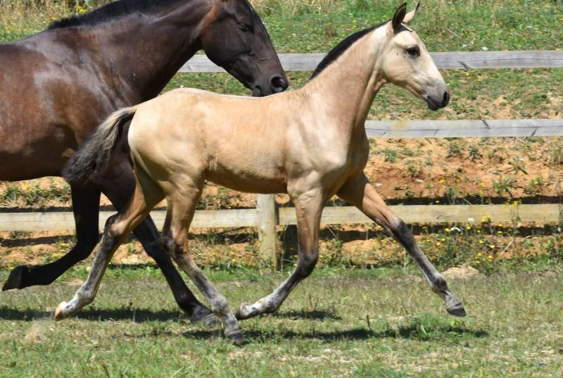 Colt PRE Pure Spanish Bred For sale 2025 Buckskin