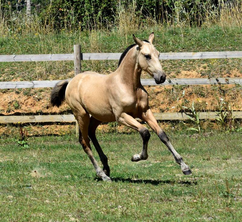 Colt PRE Pure Spanish Bred For sale 2025 Buckskin