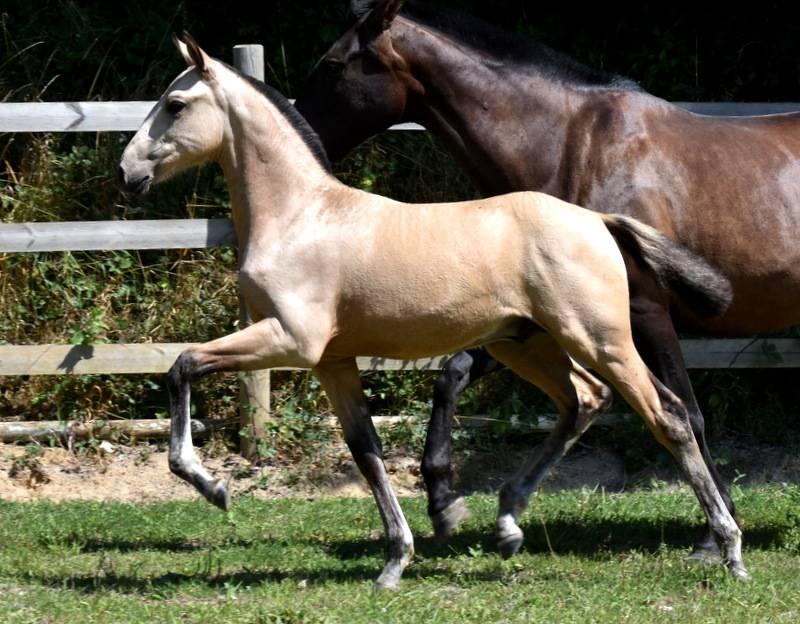 Colt PRE Pure Spanish Bred For sale 2025 Buckskin