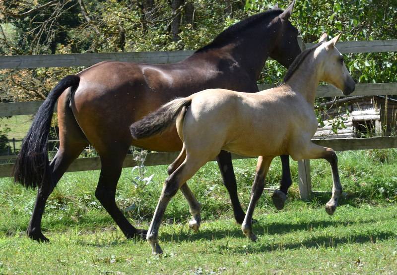 Colt PRE Pure Spanish Bred For sale 2025 Buckskin