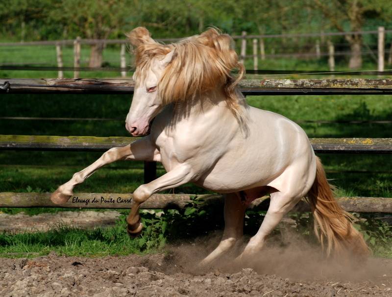 Colt PRE Pure Spanish Bred For sale 2025 Buckskin