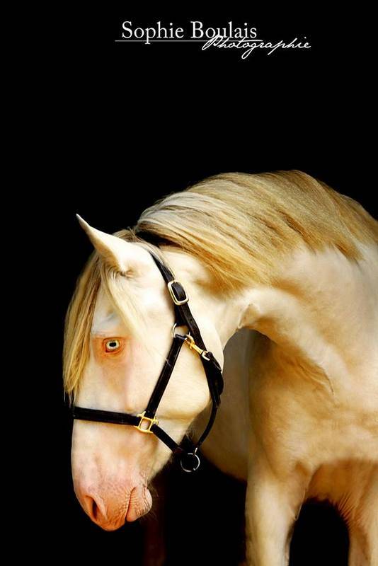 Colt PRE Pure Spanish Bred For sale 2025 Buckskin