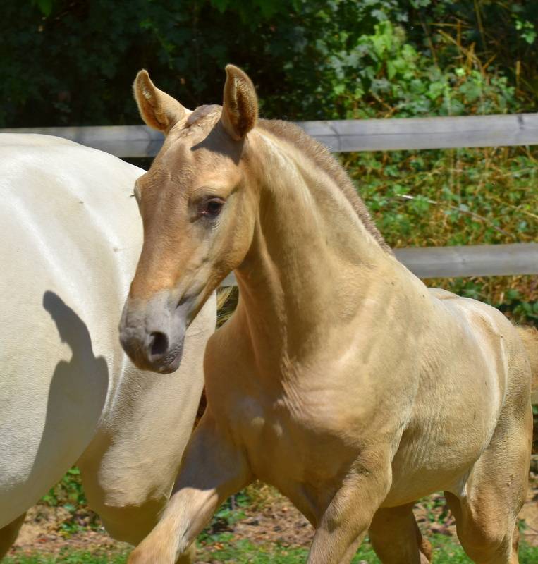 Filly PRE Pure Spanish Bred For sale 2025 Other color