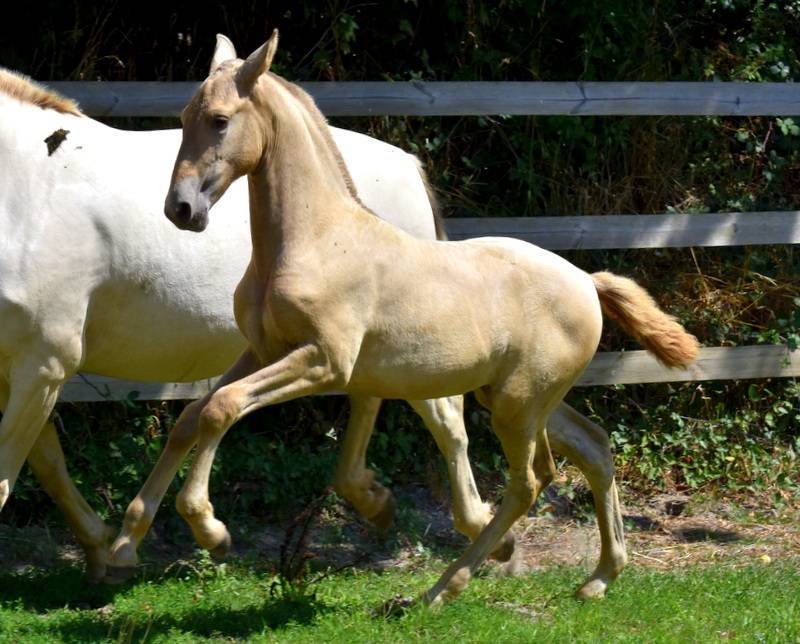 Filly PRE Pure Spanish Bred For sale 2025 Other color