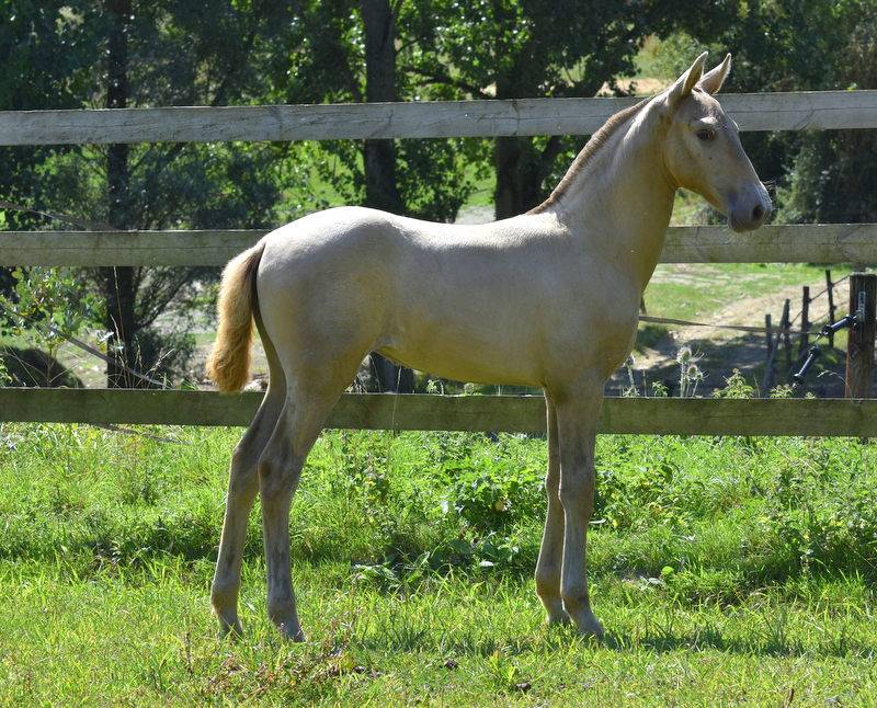 Filly PRE Pure Spanish Bred For sale 2025 Other color