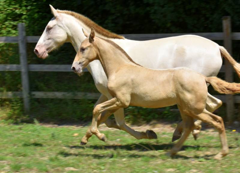 Filly PRE Pure Spanish Bred For sale 2025 Other color