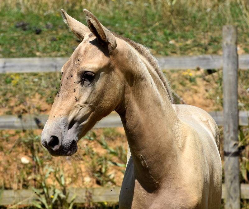 Filly PRE Pure Spanish Bred For sale 2025 Other color