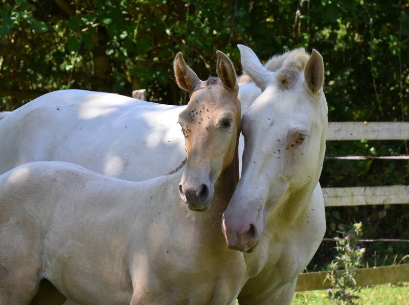 Filly PRE Pure Spanish Bred For sale 2025 Other color