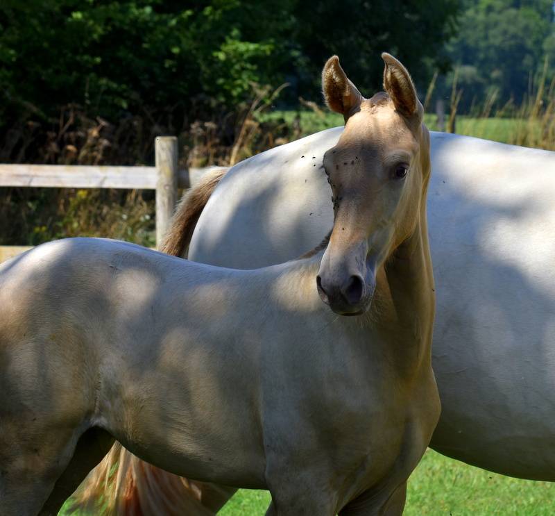 Filly PRE Pure Spanish Bred For sale 2025 Other color