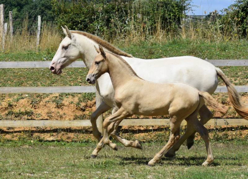 Filly PRE Pure Spanish Bred For sale 2025 Other color