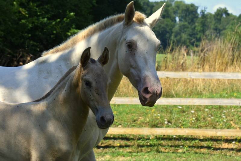 Filly PRE Pure Spanish Bred For sale 2025 Other color