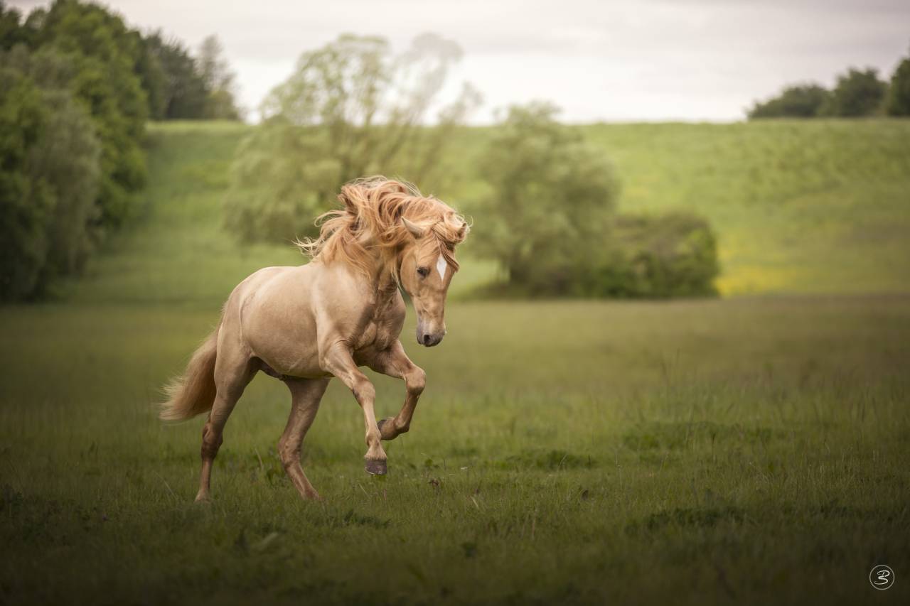 Filly PRE Pure Spanish Bred For sale 2025 Other color