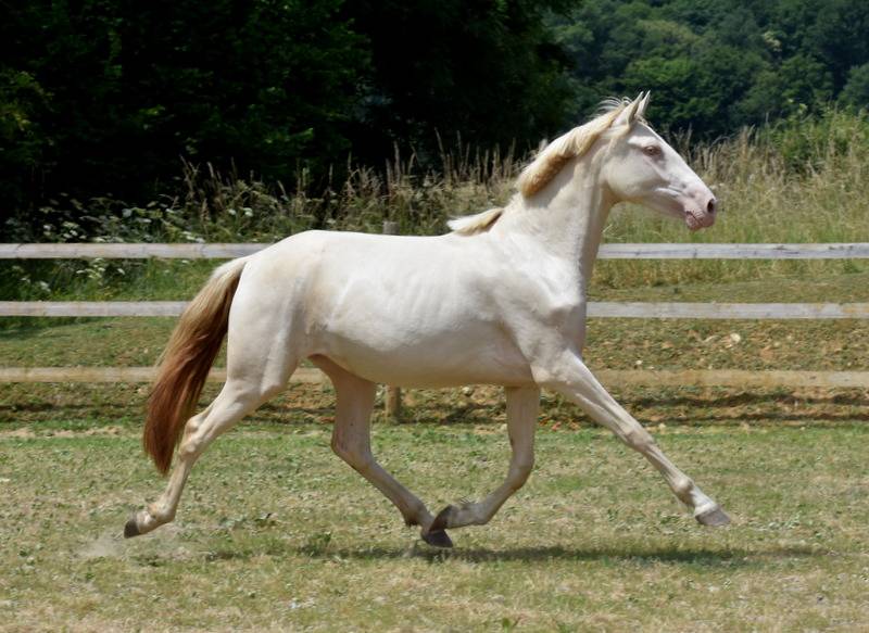 Filly PRE Pure Spanish Bred For sale 2023 Cream