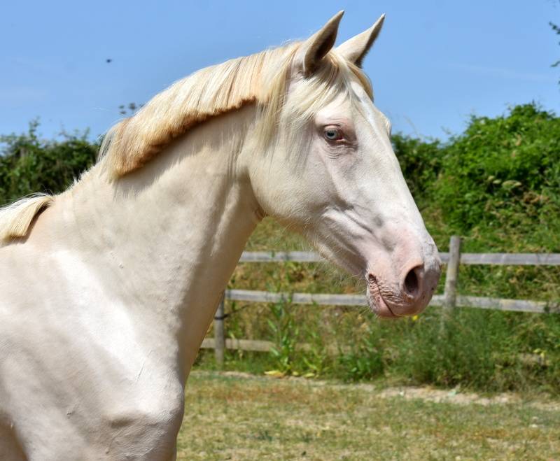 Filly PRE Pure Spanish Bred For sale 2023 Cream