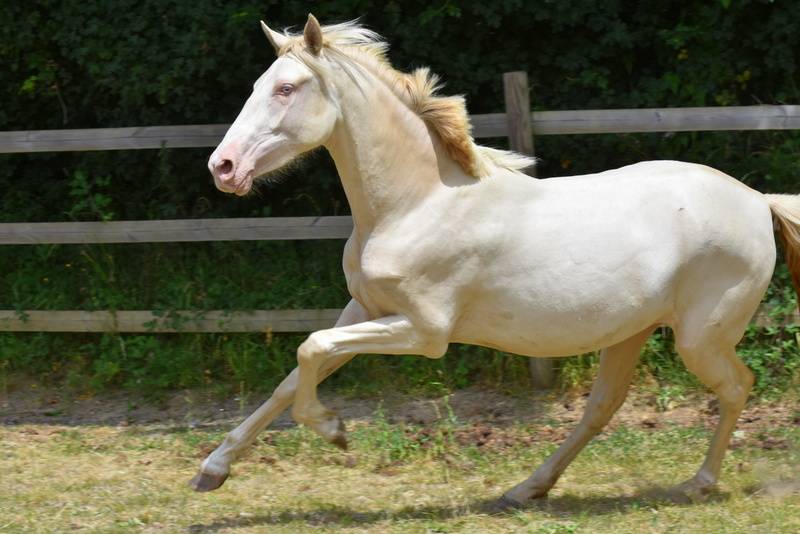 Filly PRE Pure Spanish Bred For sale 2023 Cream