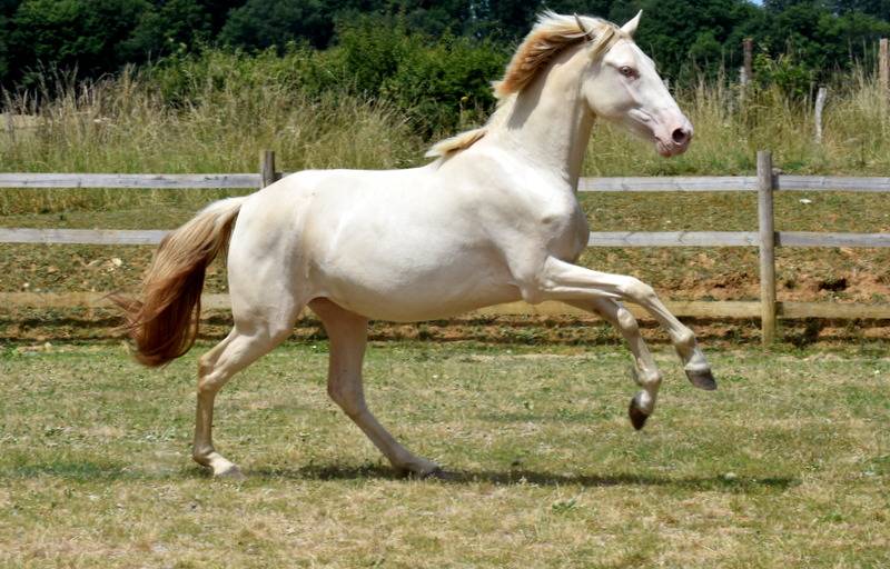 Filly PRE Pure Spanish Bred For sale 2023 Cream