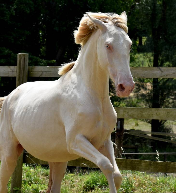 Filly PRE Pure Spanish Bred For sale 2023 Cream