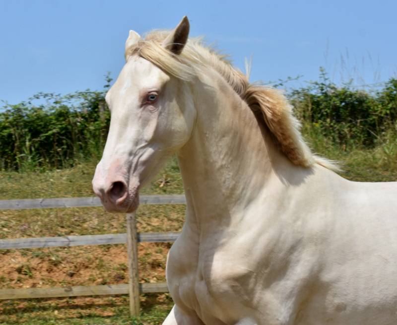 Filly PRE Pure Spanish Bred For sale 2023 Cream