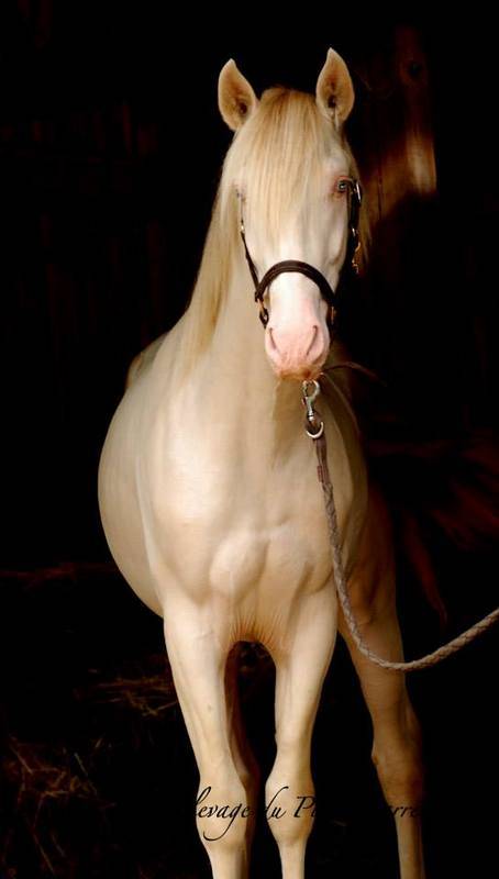 Filly PRE Pure Spanish Bred For sale 2023 Cream