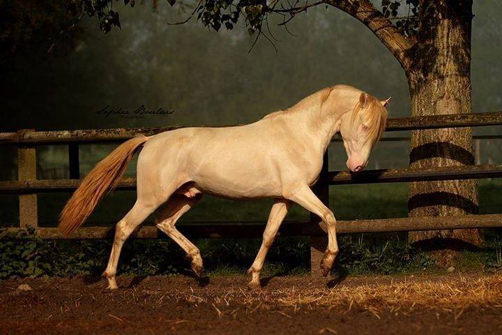 Filly PRE Pure Spanish Bred For sale 2023 Cream