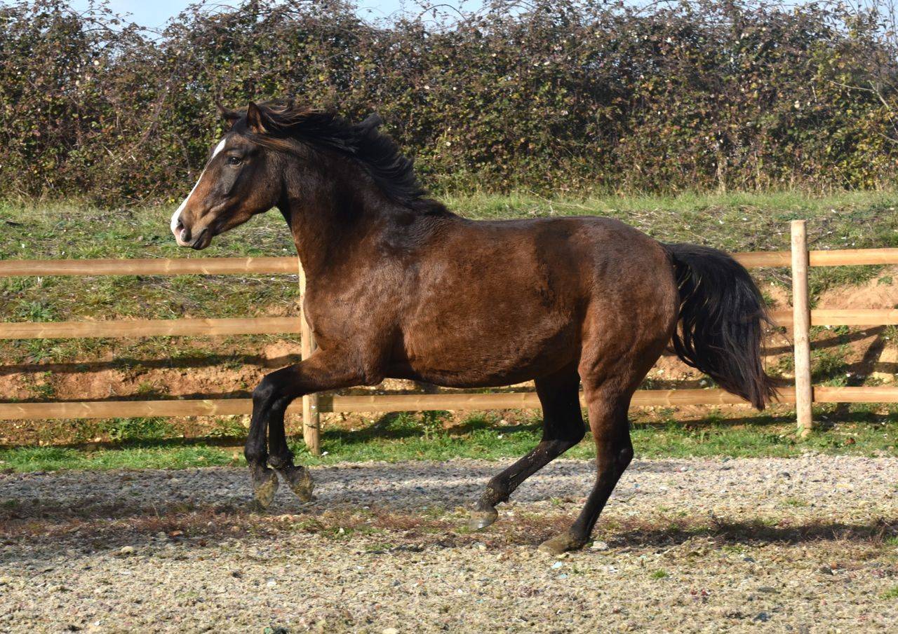 Filly PRE Pure Spanish Bred For sale 2023 Cream