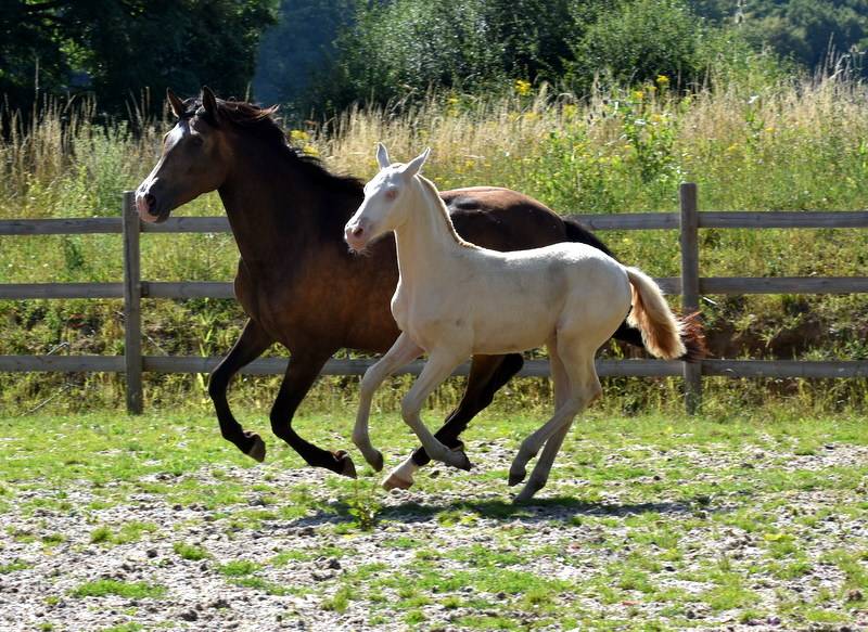Filly PRE Pure Spanish Bred For sale 2023 Cream