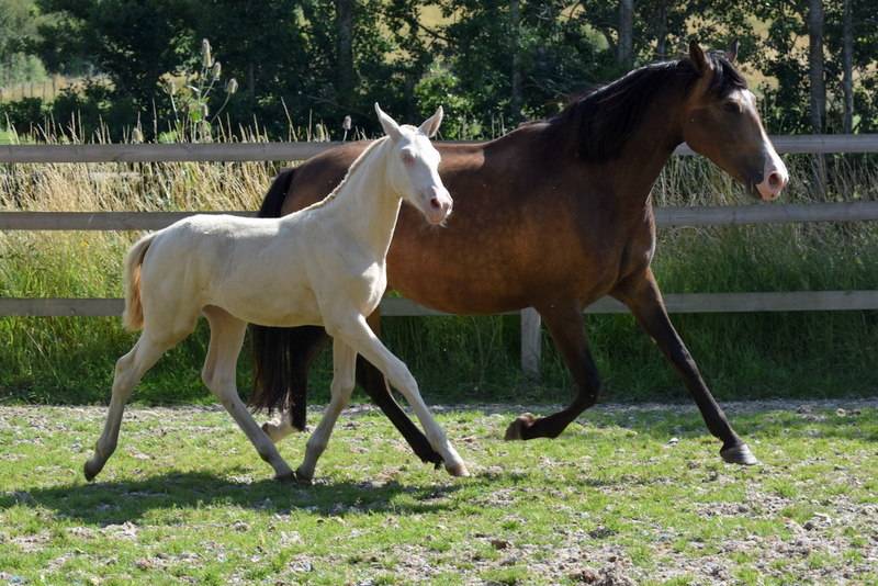 Filly PRE Pure Spanish Bred For sale 2023 Cream