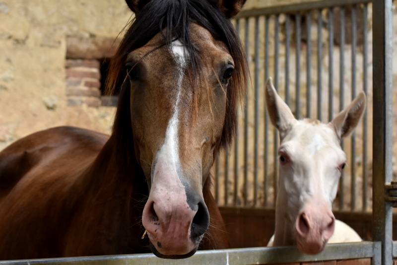 Filly PRE Pure Spanish Bred For sale 2023 Cream