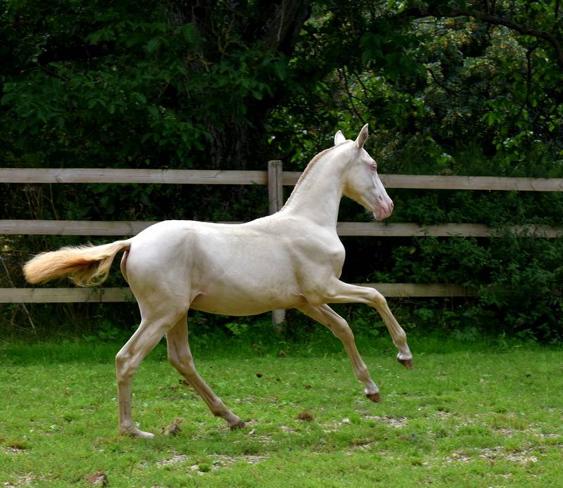 Filly PRE Pure Spanish Bred For sale 2023 Cream