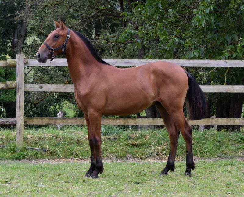 Colt PRE Pure Spanish Bred For sale 2024 Bay