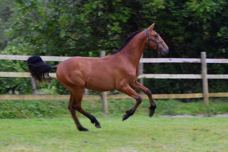 Colt PRE Pure Spanish Bred For sale 2024 Bay
