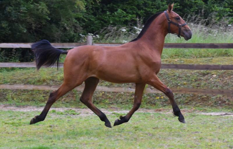 Colt PRE Pure Spanish Bred For sale 2024 Bay