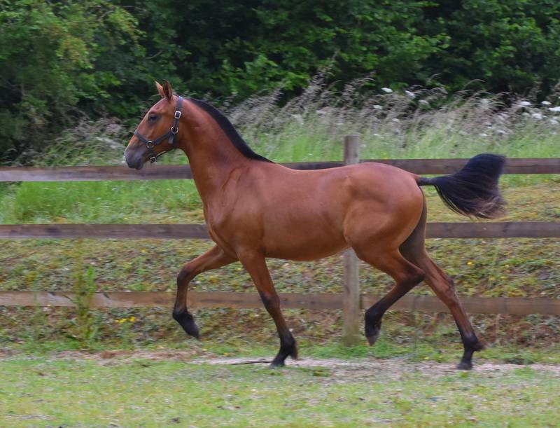 Colt PRE Pure Spanish Bred For sale 2024 Bay